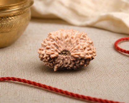 Natural 16 Mukhi Indonesian rudraksha with textured ridges and dark center on beige fabric