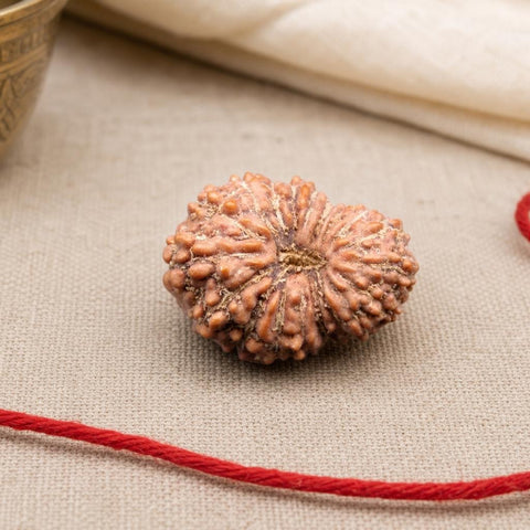 17 Mukhi Indonesia Natural Rudraksha 20.75 mm Rudraksha Report No. RDQ0044320