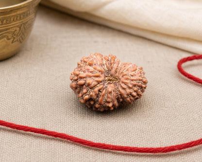 Natural 17 Mukhi Indonesia rudraksha bead with textured surface on beige fabric