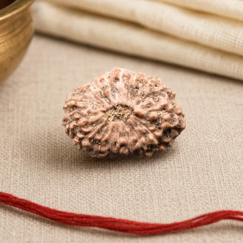 17 Mukhi Indonesia Natural Rudraksha 19.55 mm Rudraksha Report No. RDQ0044316