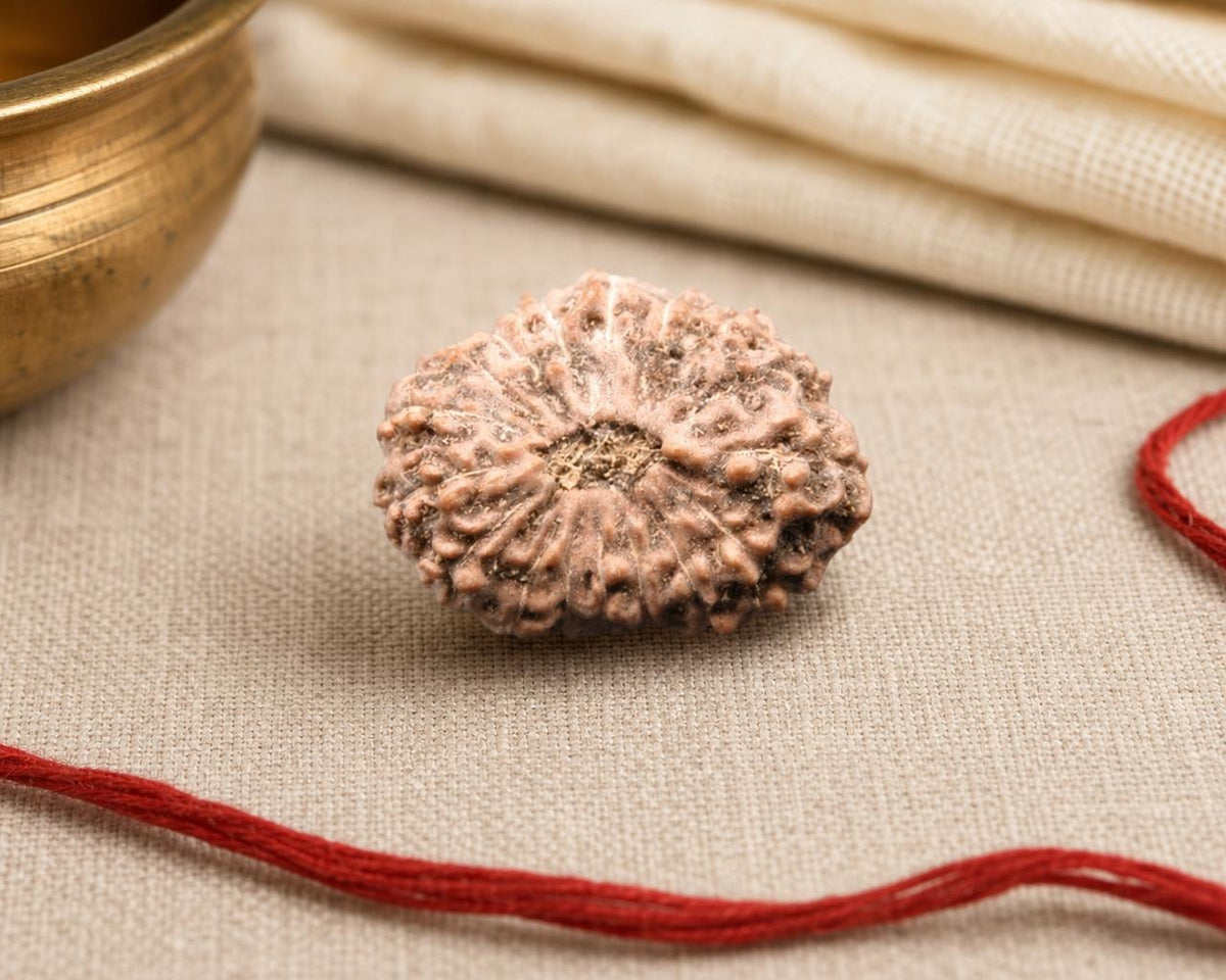 Natural 17 Mukhi Indonesian rudraksha bead with textured surface on beige fabric