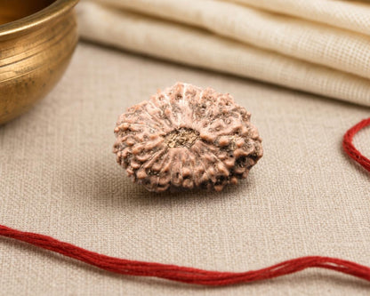 Natural 17 Mukhi Indonesian rudraksha bead with textured surface on beige fabric