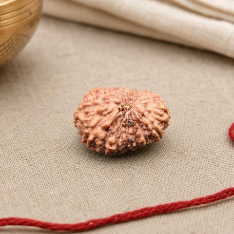 17 Mukhi Indonesia Natural Rudraksha 17.56 mm Rudraksha Report No. RDQ0044318