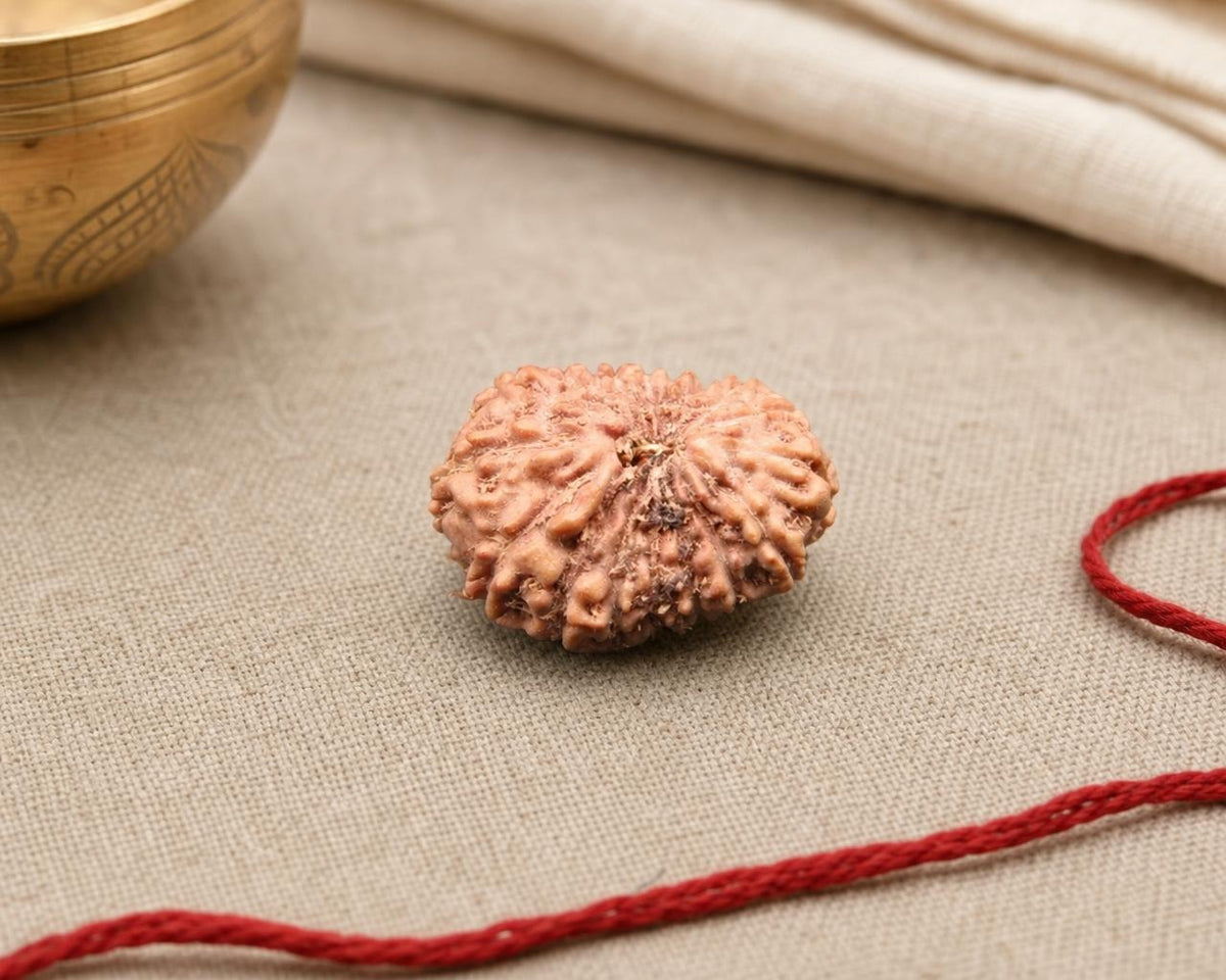Natural 17 Mukhi Indonesian rudraksha bead with detailed ridges on fabric background