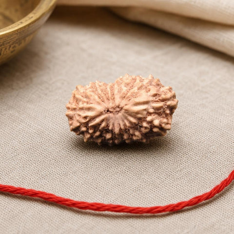 17 Mukhi Indonesia Natural Rudraksha 18.00 mm Rudraksha Report No. RDQ0044335