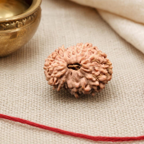 17 Mukhi Indonesia Natural Rudraksha 21.75 mm Rudraksha Report No. RDQ0044411