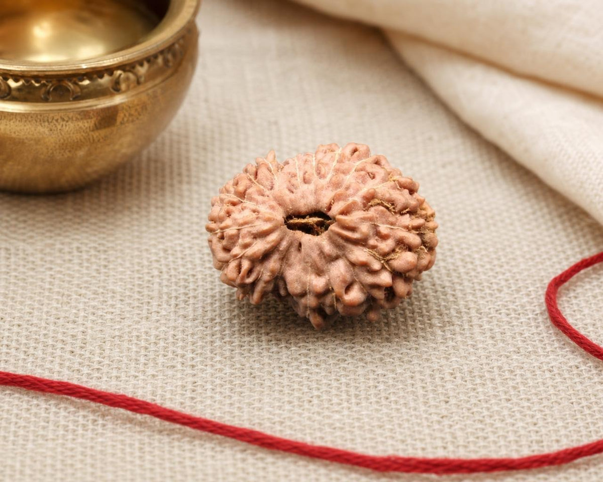 Natural 17 Mukhi Indonesia rudraksha bead with visible seed pattern on red string