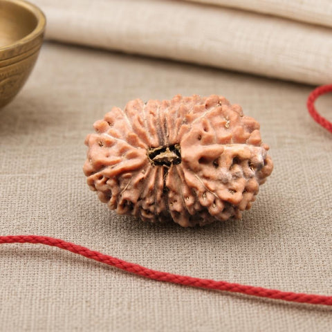 17 Mukhi Indonesia Natural Rudraksha 24.04 mm Rudraksha Report No. RDQ0044322