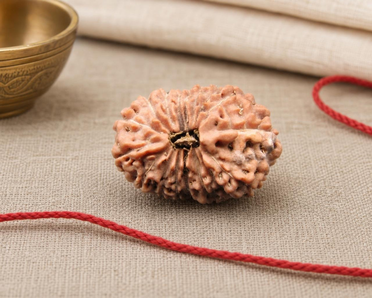 Natural 17 Mukhi Indonesian rudraksha bead with distinct carved segments and red thread