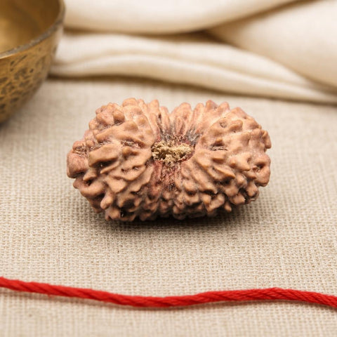 17 Mukhi Indonesia Natural Rudraksha 26.85 mm Rudraksha Report No. RDQ0044323