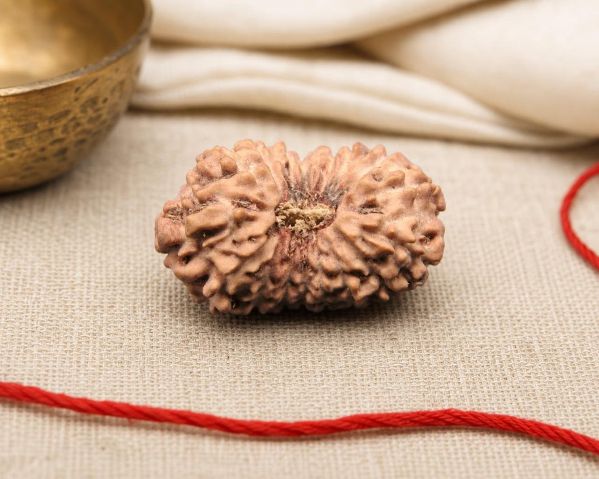 Natural 17 Mukhi rudraksha bead with carved seed-like ridges on red thread