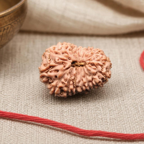 17 Mukhi Indonesia Natural Rudraksha 19.00 mm Rudraksha Report No. RDQ0044330