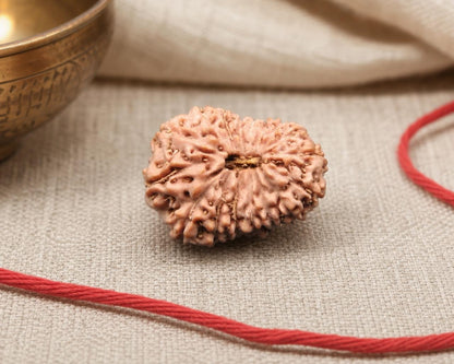 Natural 17 Mukhi rudraksha bead with carved facets on red thread