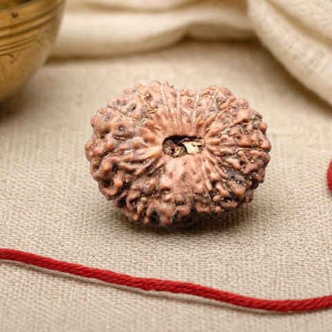17 Mukhi Indonesia Natural Rudraksha 21.22 mm Rudraksha Report No. RDQ0044321