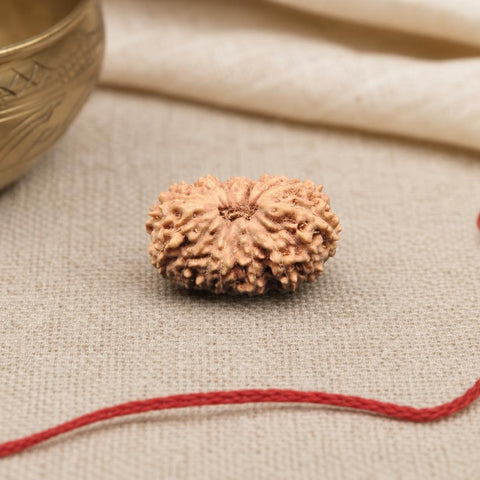 17 Mukhi Indonesia Natural Rudraksha 18.00 mm Rudraksha Report No. RDQ0044325