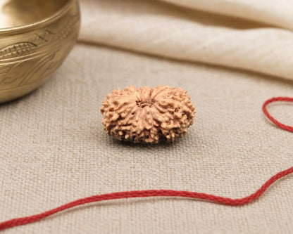 Natural 17 Mukhi Indonesian rudraksha bead with rough carved texture on beige fabric