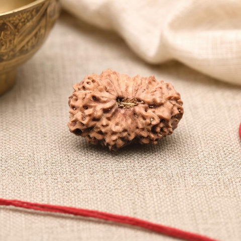 17 Mukhi Indonesia Natural Rudraksha 20.35 mm Rudraksha Report No. RDQ0044407