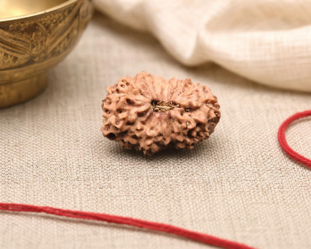 Natural 17 Mukhi Indonesian rudraksha bead with visible grain and ridges on fabric