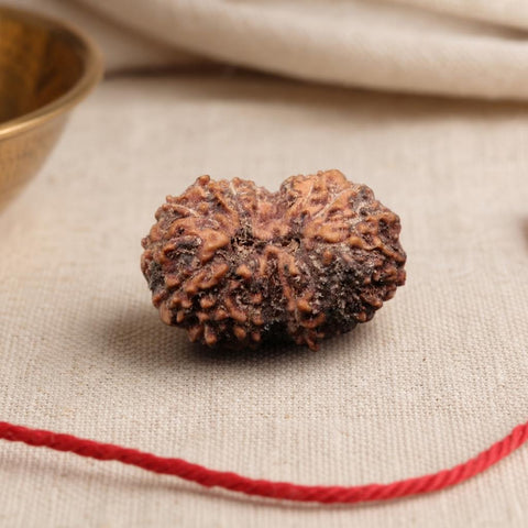 17 Mukhi Indonesia Natural Rudraksha 18.18 mm Rudraksha Report No. RDQ0044326