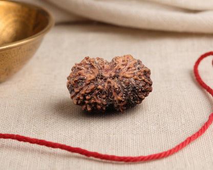 Natural 17 Mukhi Indonesian rudraksha bead with textured surface, on light fabric