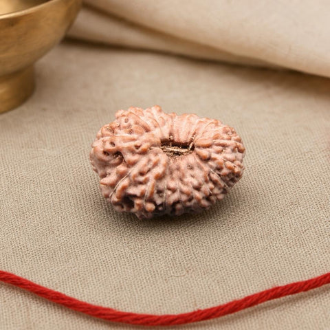 17 Mukhi Indonesia Natural Rudraksha 19.00 mm Rudraksha Report No. RDQ0044327