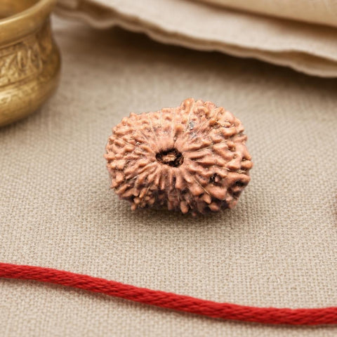 17 Mukhi Indonesia Natural Rudraksha 19.12 mm Rudraksha Report No. RDQ0044328