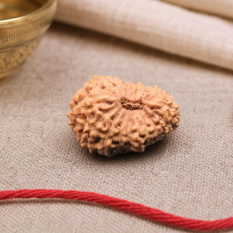 17 Mukhi Indonesia Natural Rudraksha 17.85 mm Rudraksha Report No. RDQ0044317