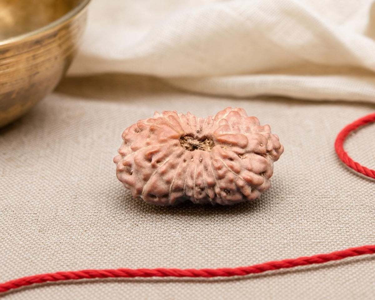 Natural 17 Mukhi rudraksha seed bead with detailed ridges on beige fabric
