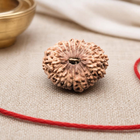 18 Mukhi Indonesia Natural Rudraksha 20.40 mm Rudraksha Report No. RDQ0044342