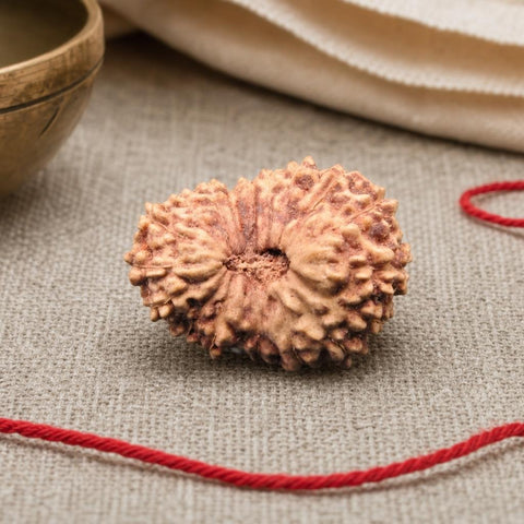 18 Mukhi Indonesia Natural Rudraksha 19.08 mm Rudraksha Report No. RDQ0044352