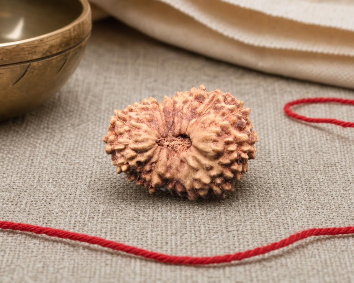 Natural 18 Mukhi Indonesian rudraksha bead with visible seed grooves and ridges