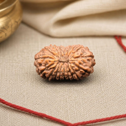18 Mukhi Indonesia Natural Rudraksha 17.35 mm Rudraksha Report No. RDQ0044336