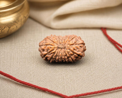 Natural 18 Mukhi Indonesia rudraksha bead with detailed ridges, shown on beige fabric and red thread