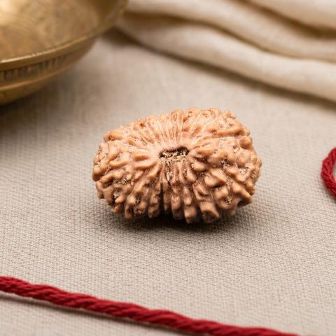 18 Mukhi Indonesia Natural Rudraksha 18.46 mm Rudraksha Report No. RDQ0044337