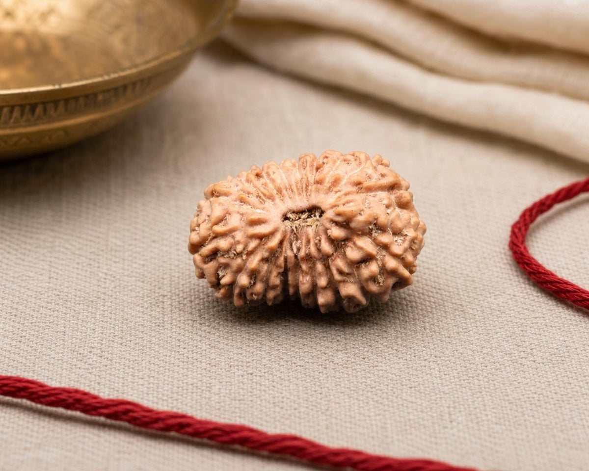 Natural 18 Mukhi Indonesian rudraksha bead with carved ridges on beige fabric