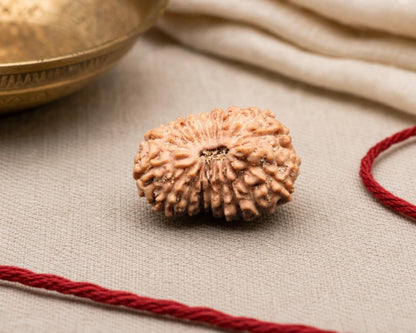 Natural 18 Mukhi Indonesian rudraksha bead with carved ridges on beige fabric
