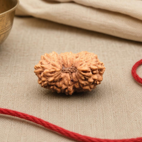 18 Mukhi Indonesia Natural Rudraksha 18.30 mm Rudraksha Report No. RDQ0044344