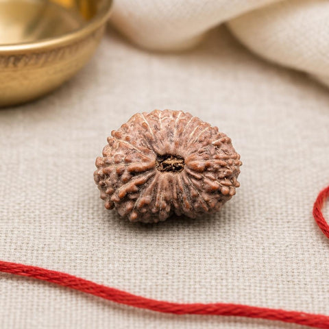 18 Mukhi Indonesia Natural Rudraksha 19.30 mm Rudraksha Report No. RDQ0044345