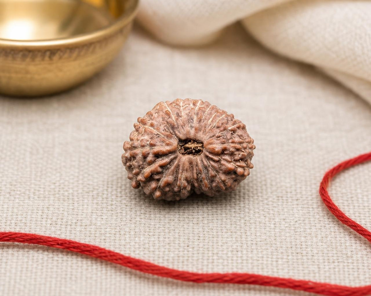 Natural 18 Mukhi rudraksha bead with carved grooves, shown on beige fabric with red thread