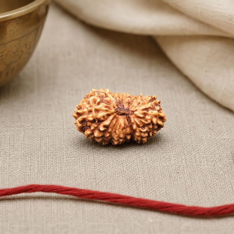 18 Mukhi Indonesia Natural Rudraksha 18.36 mm Rudraksha Report No. RDQ0044348