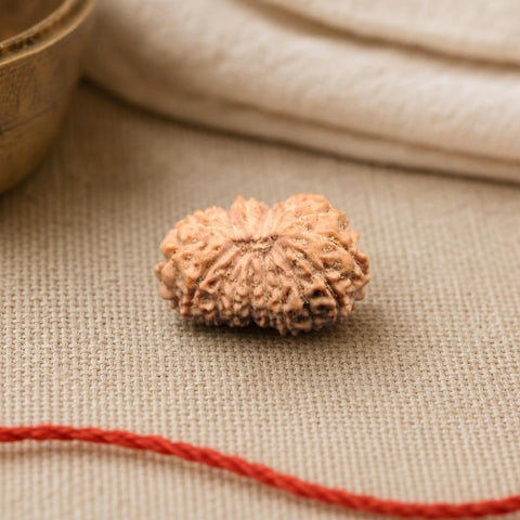 18 Mukhi Indonesia Natural Rudraksha 18.32 mm Rudraksha Report No. RDQ0044351