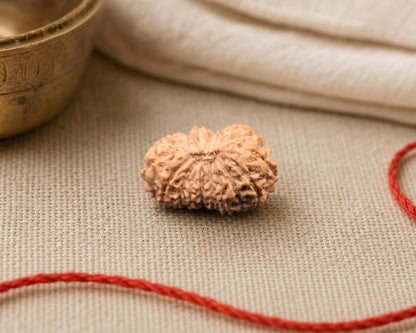 Natural 18 Mukhi Indonesia rudraksha bead with red thread, close-up on textured fabric