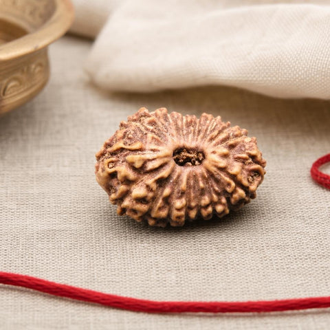 18 Mukhi Indonesia Natural Rudraksha 18.48 mm Rudraksha Report No. RDQ0044353