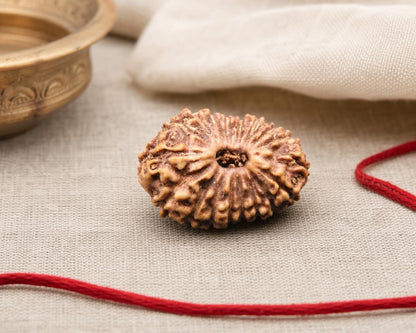 18 Mukhi natural rudraksha bead with textured face on beige fabric and red string