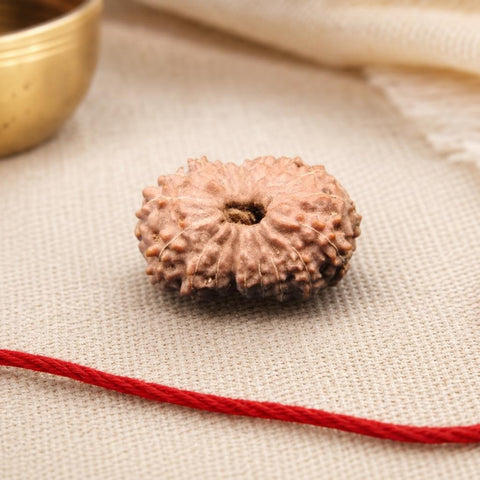 18 Mukhi Indonesia Natural Rudraksha 20.12 mm Rudraksha Report No. RDQ0044338