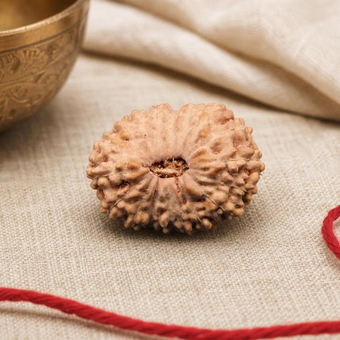 18 Mukhi Indonesia Natural Rudraksha 18.51 mm Rudraksha Report No. RDQ0044349