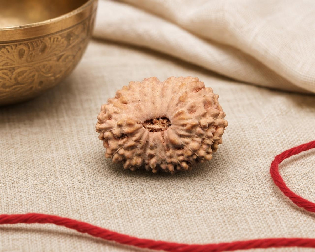 Natural 18 Mukhi Indonesia rudraksha bead with carved ridges and central opening on fabric