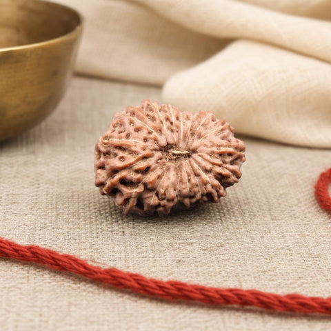 18 Mukhi Indonesia Natural Rudraksha 19.40 mm Rudraksha Report No. RDQ0044346