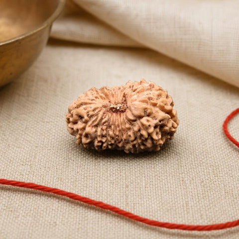 18 Mukhi Indonesia Natural Rudraksha 17.85 mm Rudraksha Report No. RDQ0044408