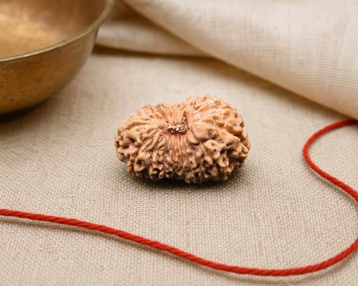 Natural 18 Mukhi Indonesian rudraksha bead with 17.85 mm size, shown on red thread